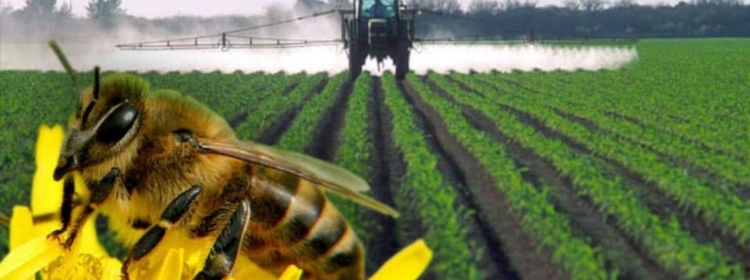 Інформаційні матеріали по заходам профілактики отруєння бджіл