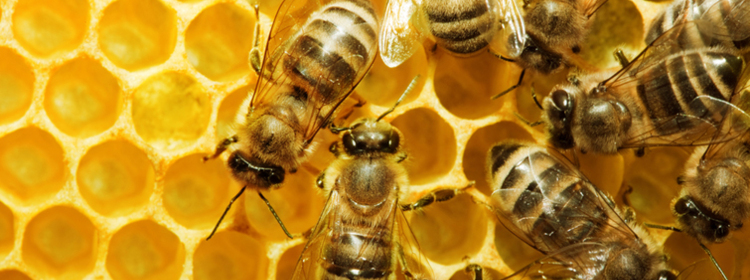 Щодо профілактики отруєнь бджіл